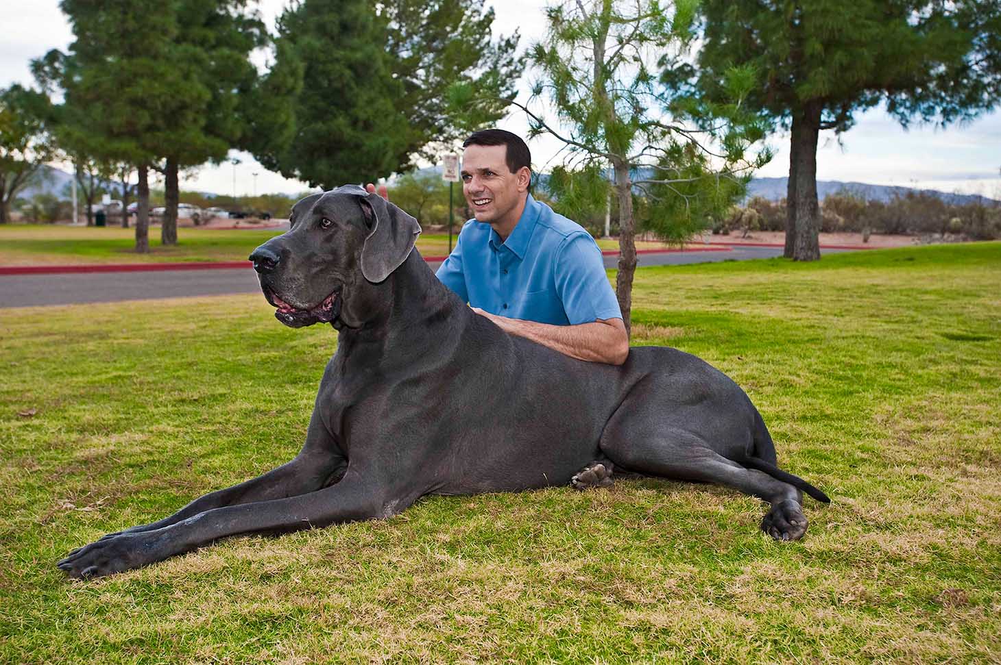 Самая сильная собака в мире по боям: топ 10