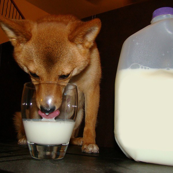 Можно ли собакам молоко: почему нельзя давать