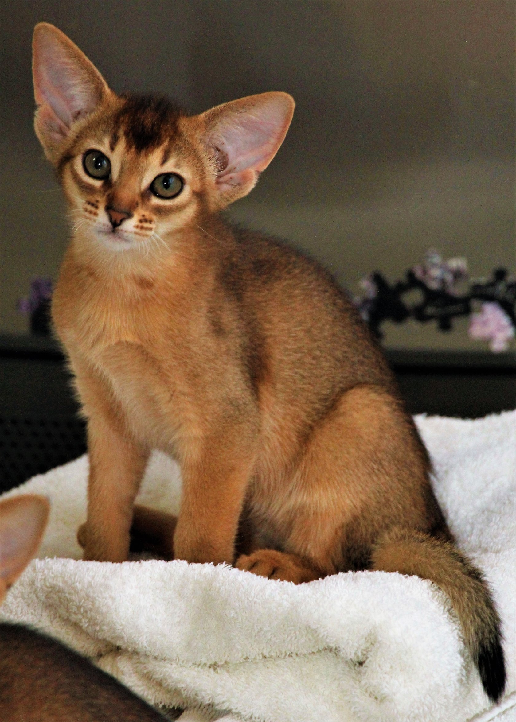 Фотографии абиссинскую породу. Абиссинская порода. Абиссинская кошка. Кот породы абиссинец. Абисинскаяпорода кошек.