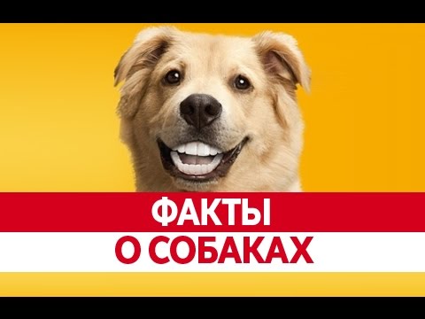 Интересные факты о собаках, которые ты не знал