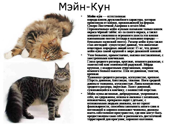 Мейн-кун — описание породы котов и кошек