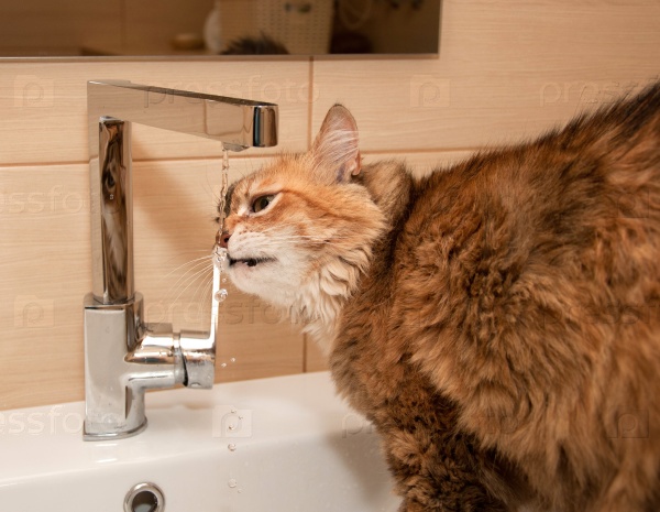 Почему нужно заставлять кошку пить больше воды