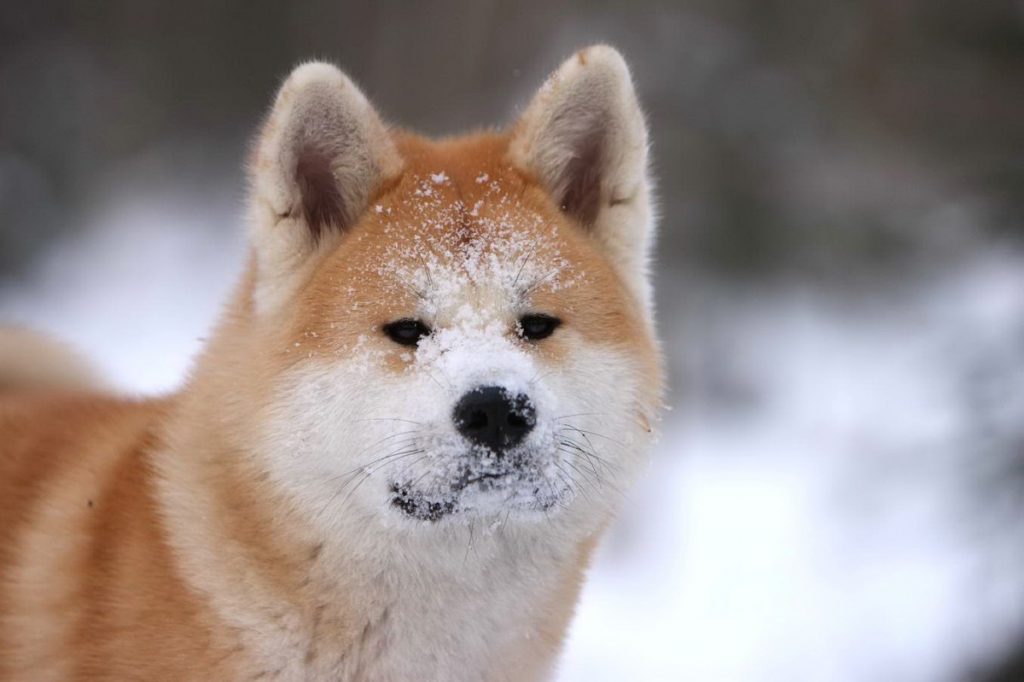 Хоккайдо (порода собак): подробное описание