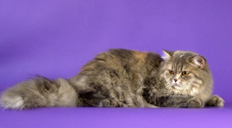 Британская длинношерстная кошка, пушистый кот-британец