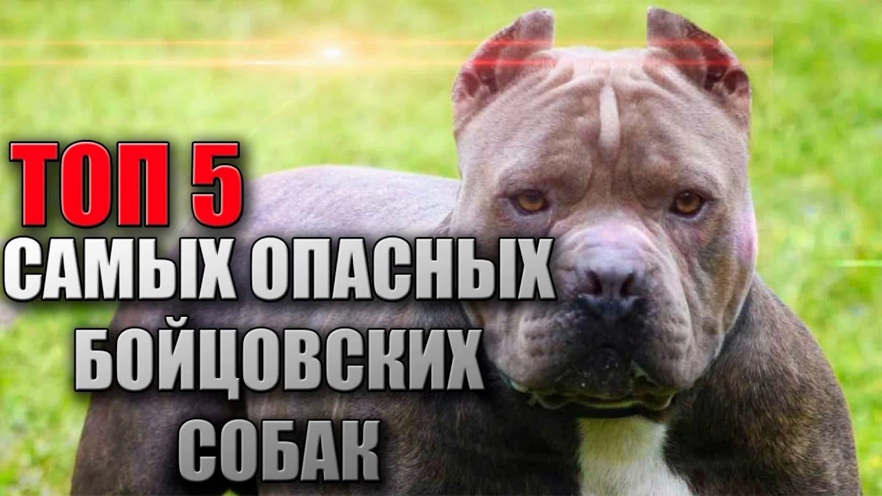 5 самых опасных пород собак