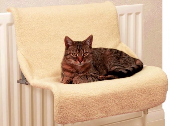 Лежанка для кошки: примеры своими руками и из различных материалов