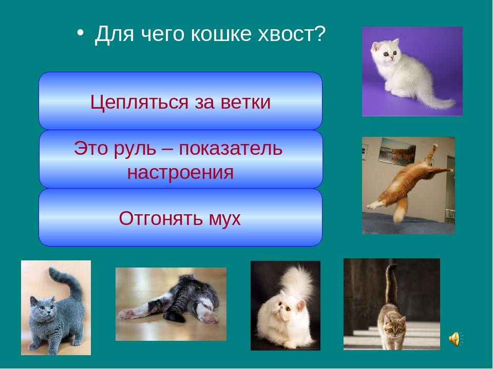 Зачем кошке хвост