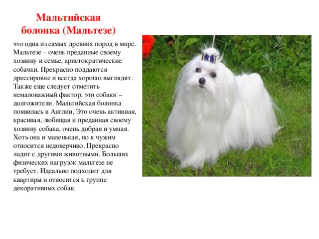 Болонка (собака): виды, описание породы, как выгляди