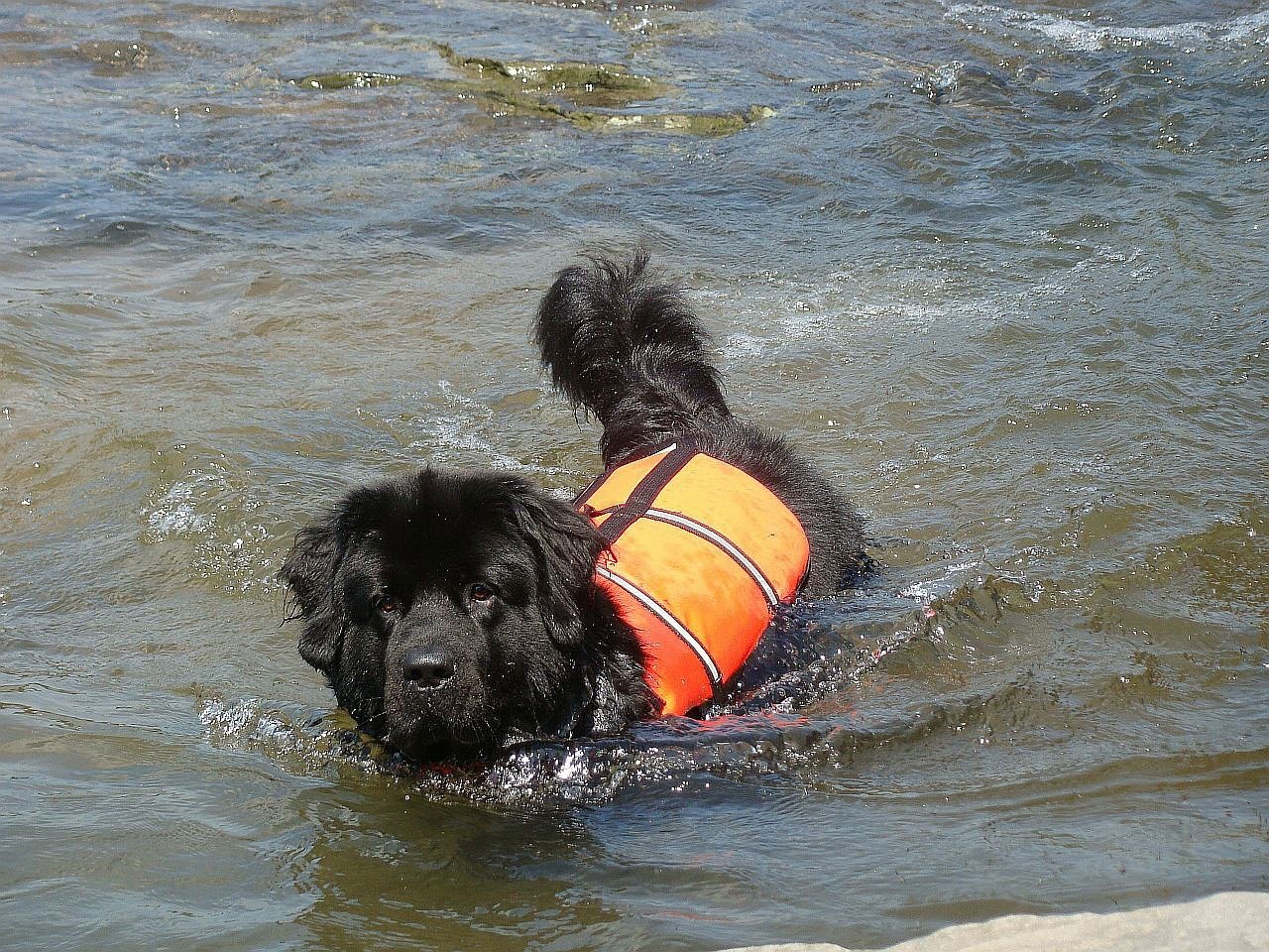 Собаки спасатели на воде и в горах: породы водолазы