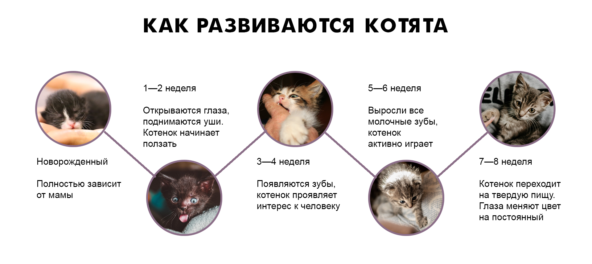 На сколько можно оставить кошку одну. Стадии развития котенка по неделям. Как определить сколько котенку Возраст. Как определить Возраст котенка по глазам. Как определить возросте котёнка.