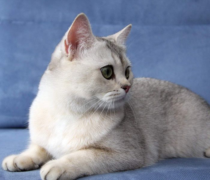 Кошка Шиншилла: описание породы