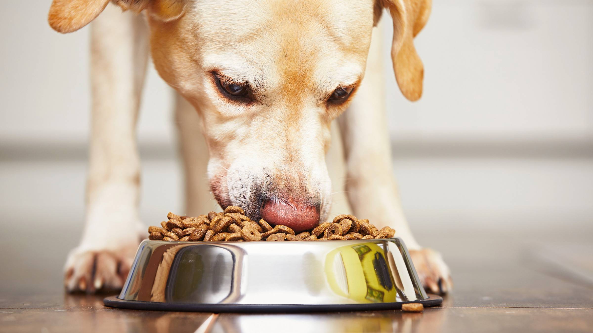 Собаку рвет после еды непереваренной пищей