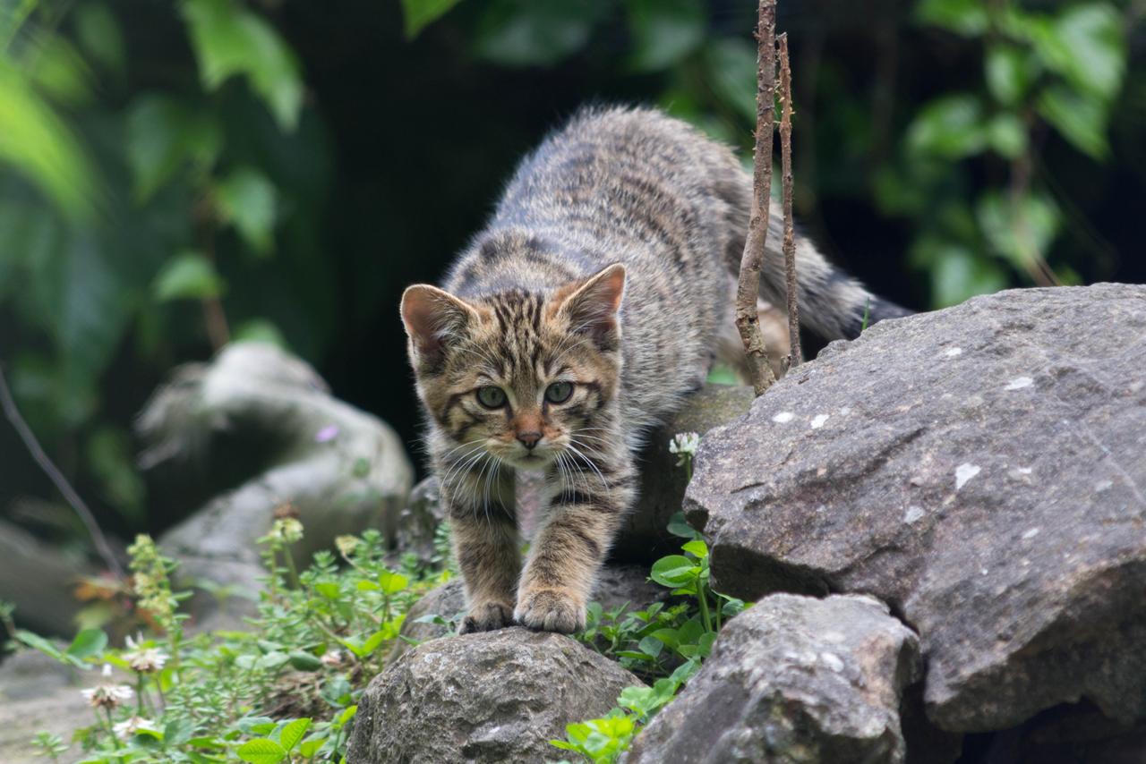 Котик из уссурийской тайги