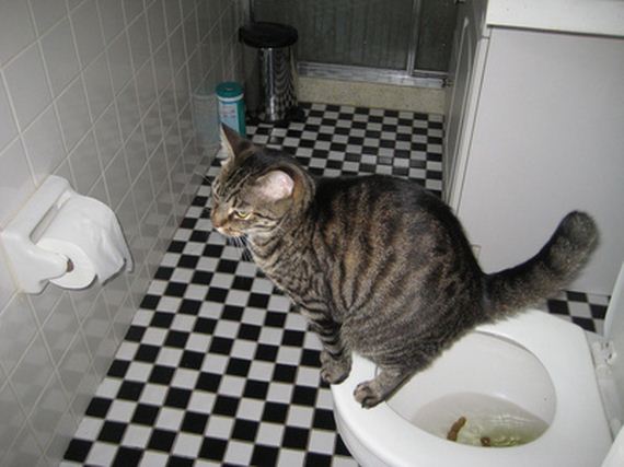 Как часто котята ходят в туалет: сколько раз в день