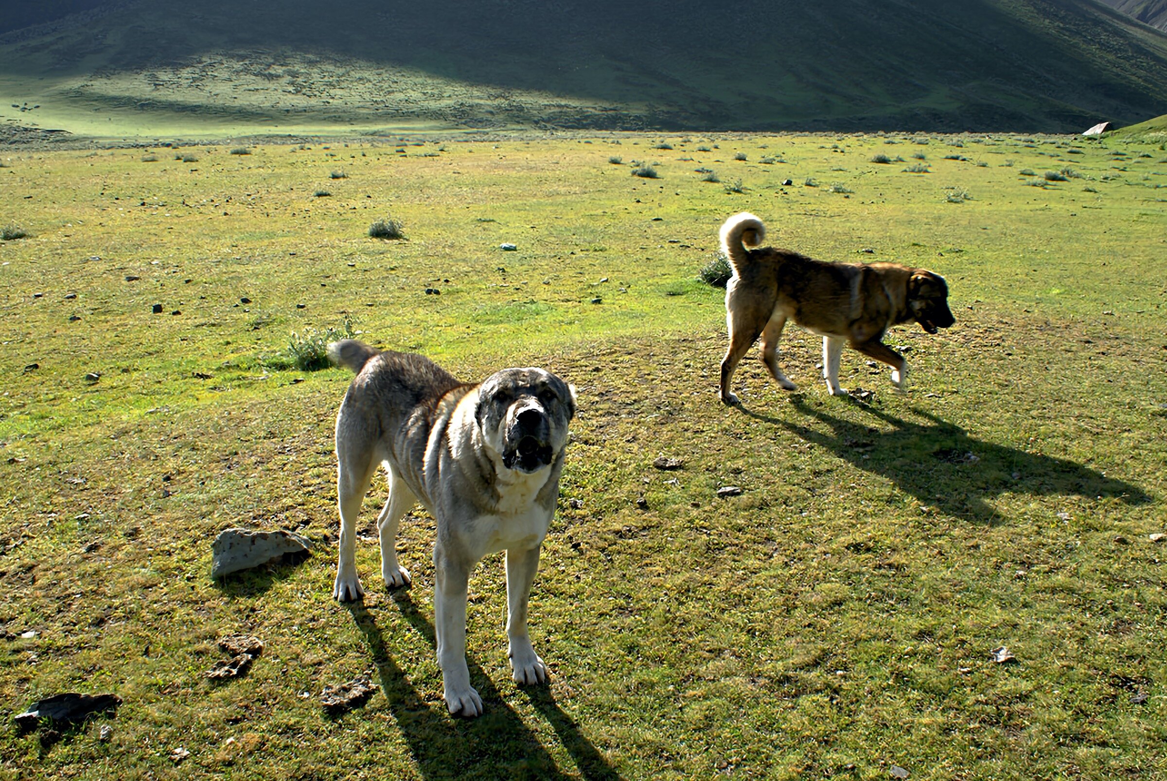 Кавказская овчарка и Азиатский алабай: сравнение пород