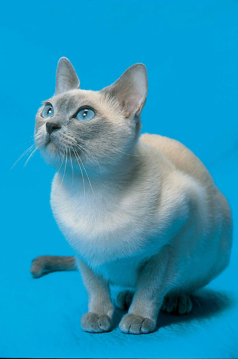 Тонкинская кошка (Тонкинез)