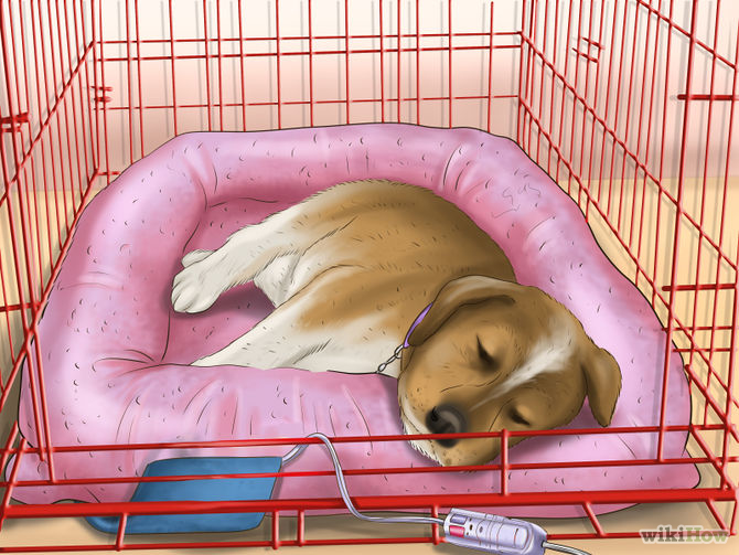Как приучить щенка спать ночью на своем месте одному