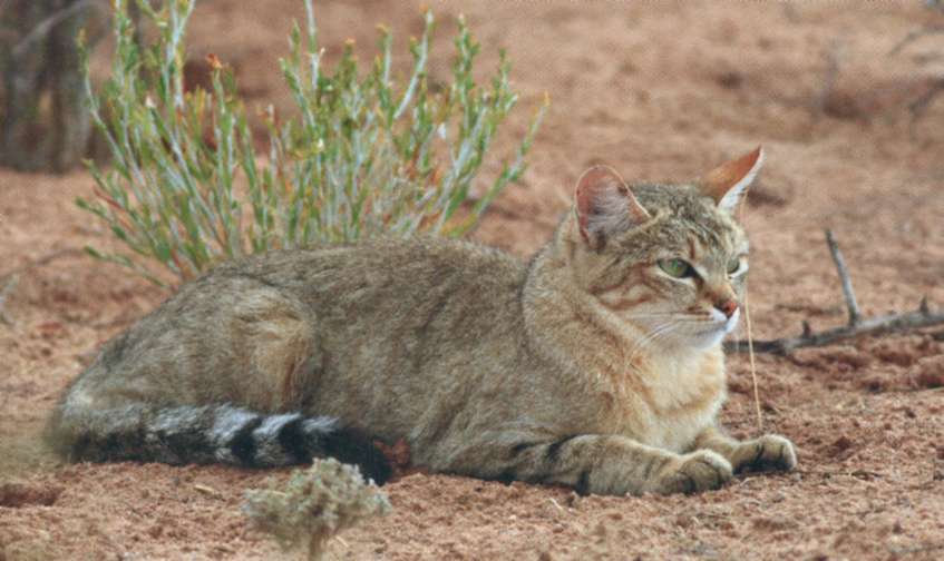 Степной кот: описание африканской дикой кошки