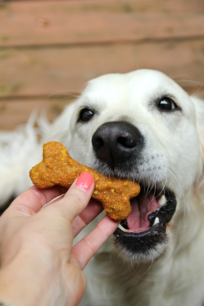 Вкусняшки для собак: лакомства своими руками
