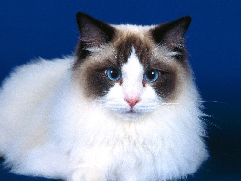 Кот с большими глазами: лупоглазые породы