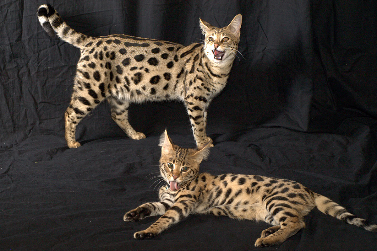 Саванна (кошка)