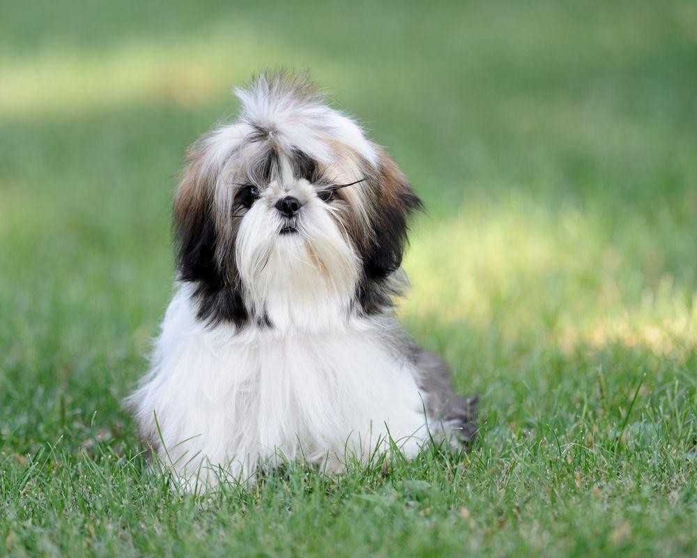Ши-тцу: описание породы собак, характер, недостатки