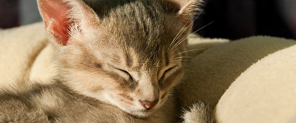 Половое созревание кошек: когда и сколько длится течка?