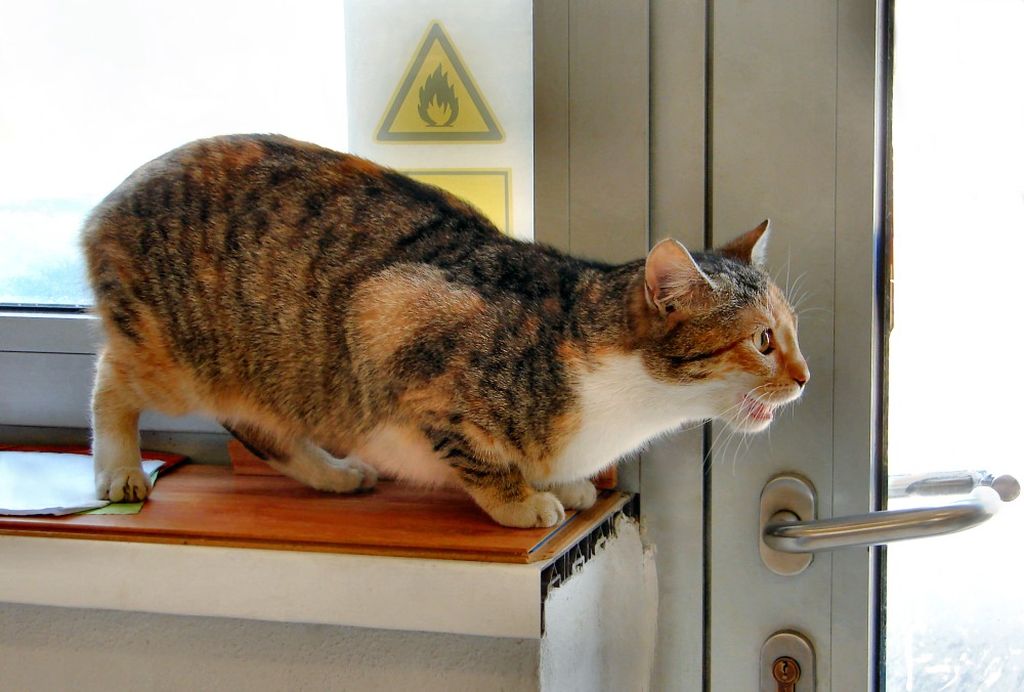 Кошка просит кота: варианты как успокоить в домашних условиях