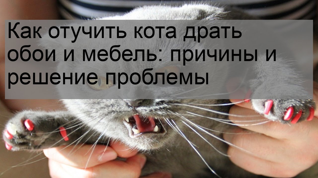 Обои которые не царапают кошки