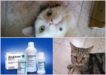 Дюфалак для кошек: дозировка при запоре