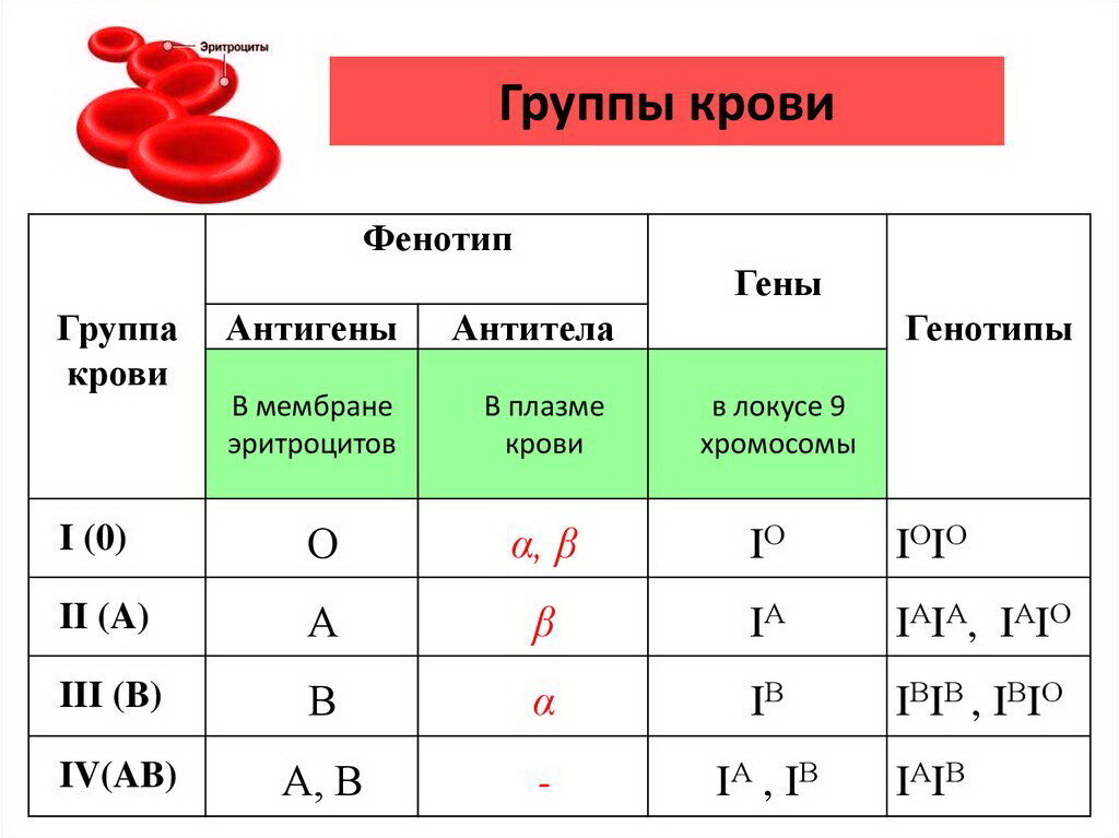 А вы знаете группу крови вашего любимца?