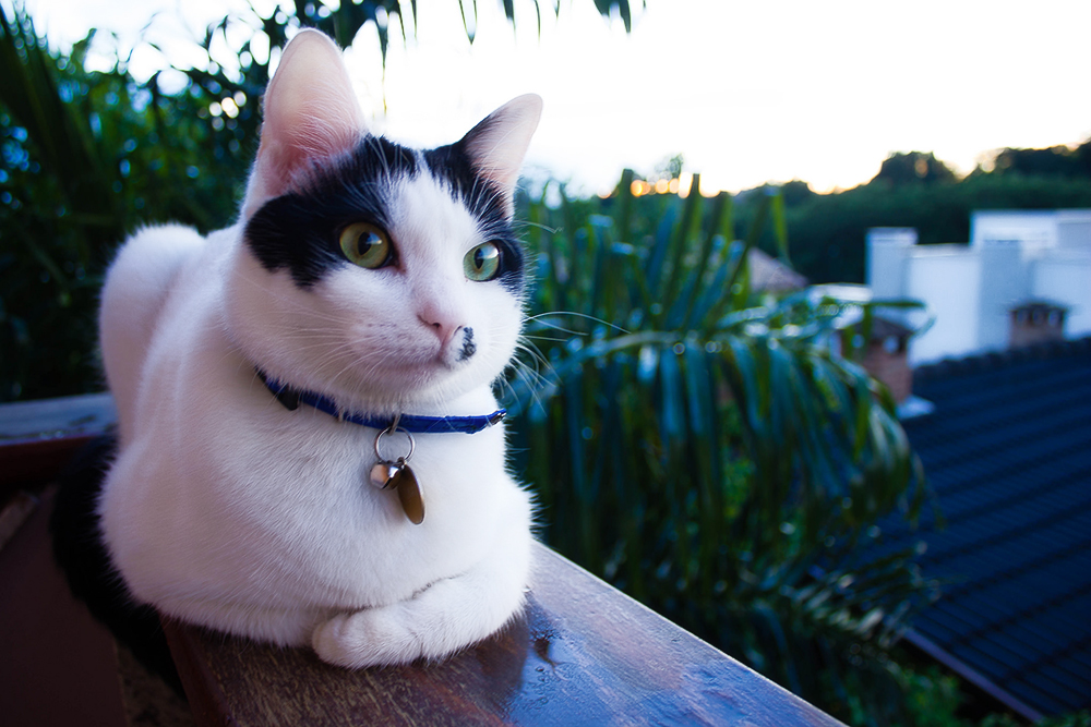 Бразильская короткошерстная кошка (Бразильский короткошерстный кот)