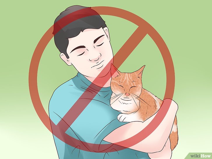 Эпилепсия у кошек: симптомы, лечение, как прекратить приступы
