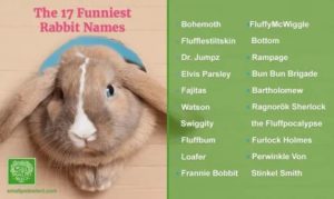 Имена для кроликов девочек и мальчиков: как назвать
