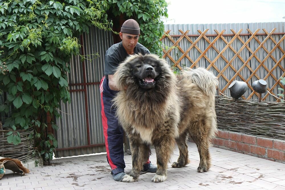 Кавказская овчарка: серьёзный гигант