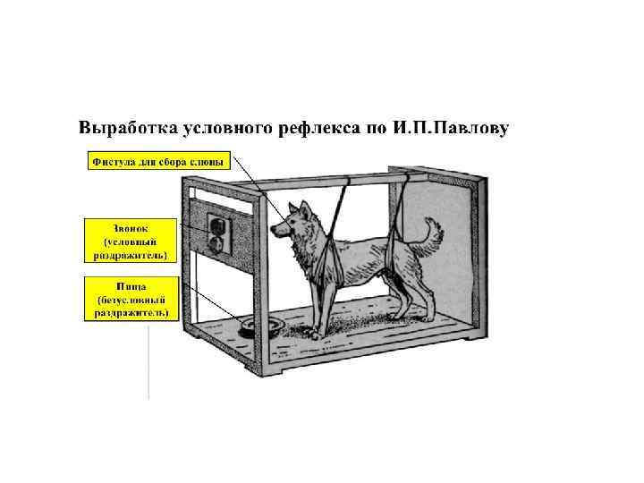 Собака Павлова: что это такое, опыты с рефлексами животного