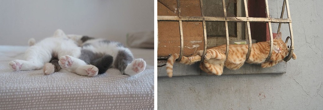 Почему кошки много спят: основные причины и нормально ли это