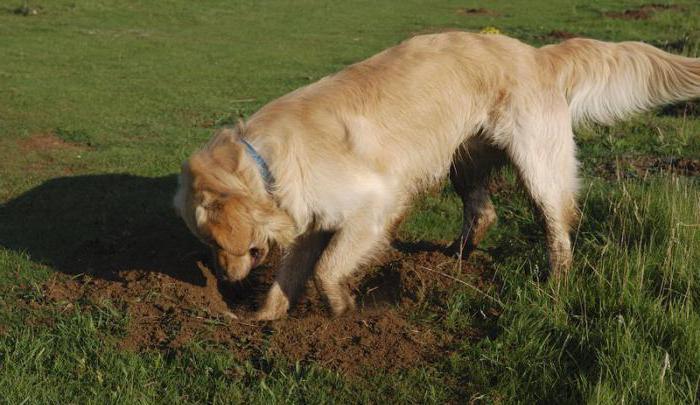 Почему щенок ест землю и камни и что делать хозяину