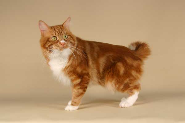 Кимрик (Уэльская кошка)