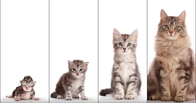 Как меняется внешность котят с взрослением