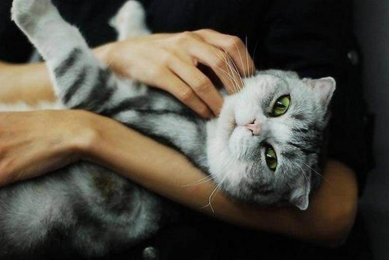 Как приучить котенка к рукам: причины страха и способы обучения