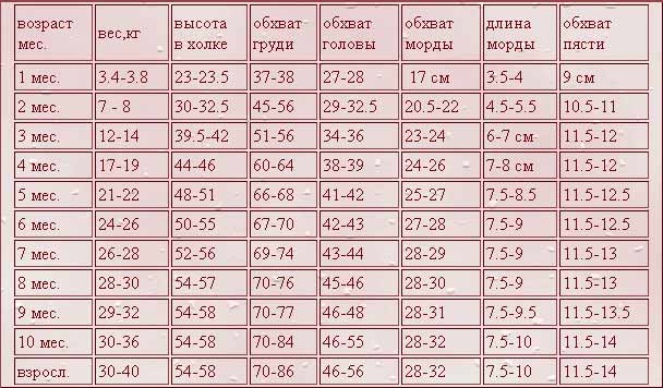 Вес лабрадора по месяцам: сколько весит взрослый