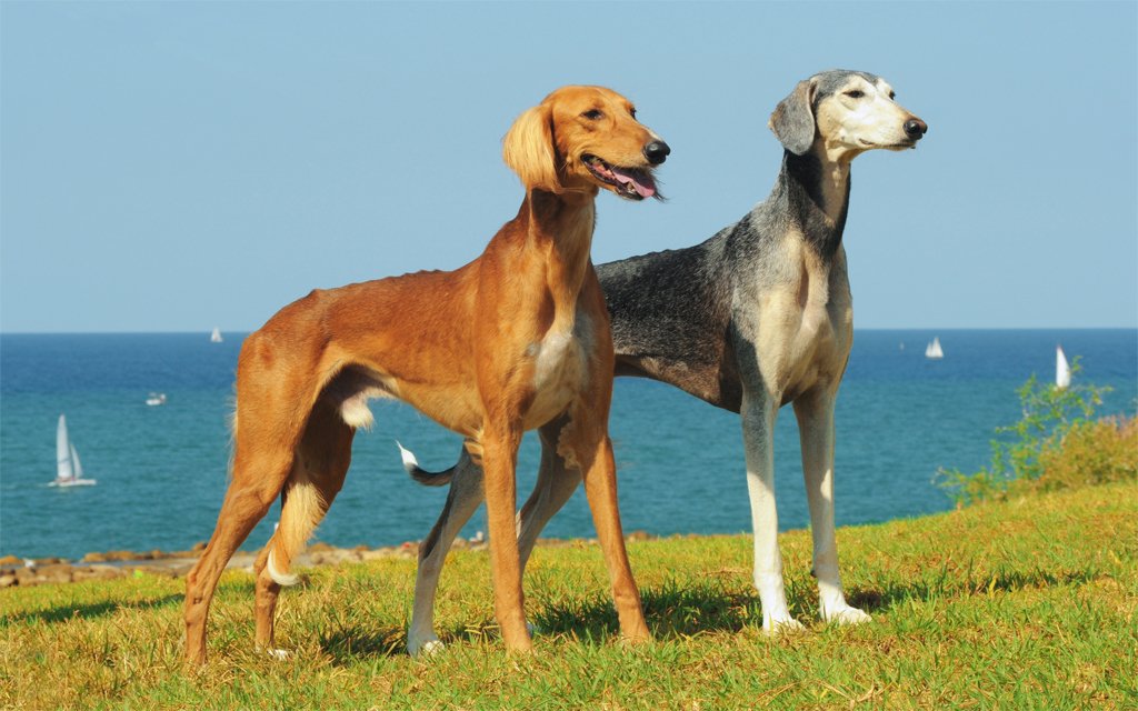 Слюги: арабские скакуны собачьего мира