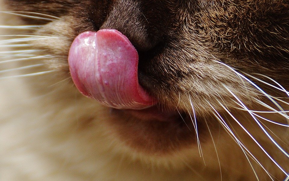 Кот дышит с открытым ртом: в чем причина и что можно сделать