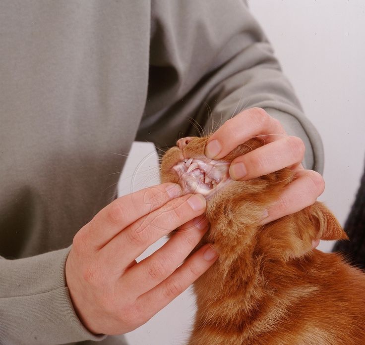 Инфекционная анемия кошек и котов