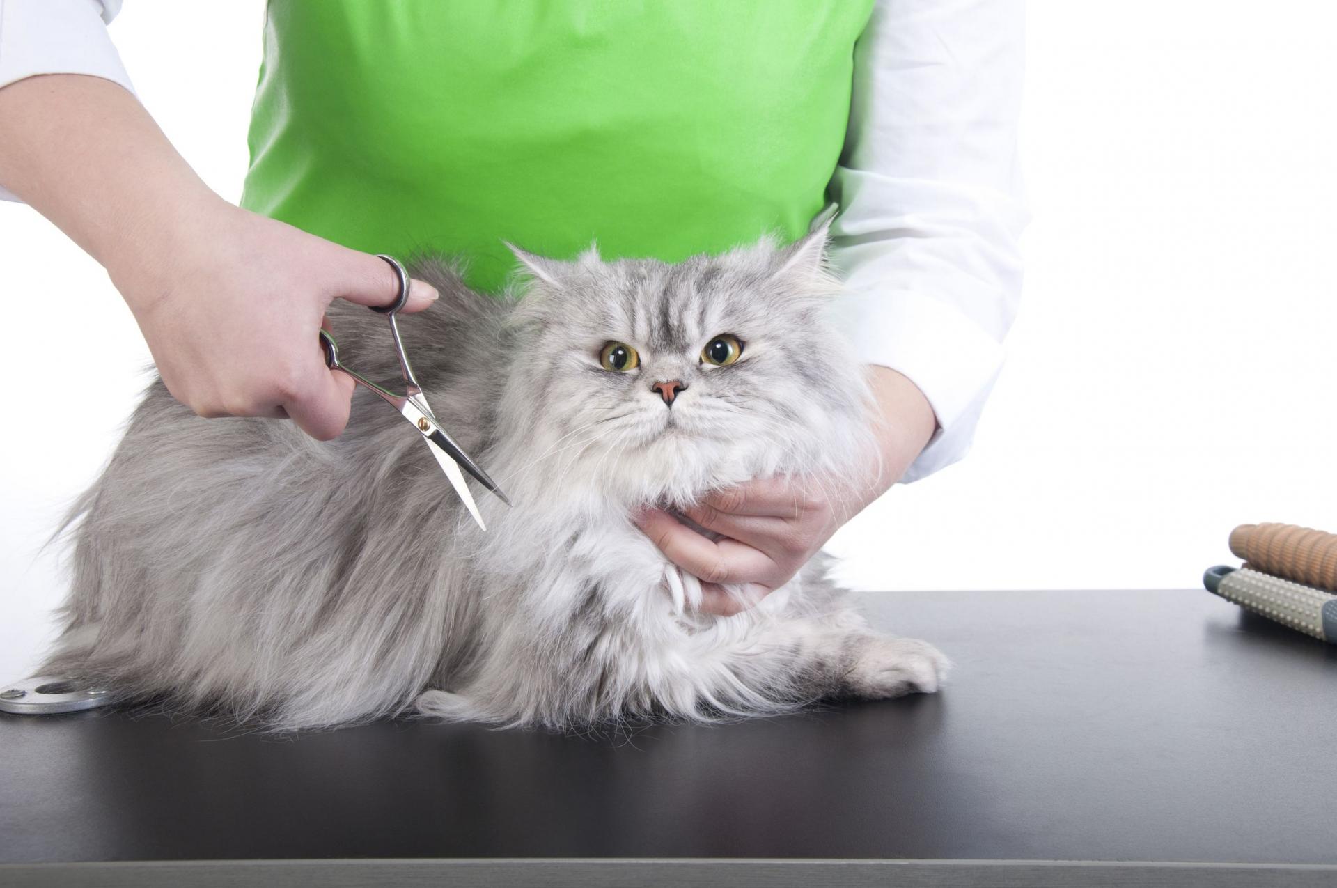 Специалист по домашним кошкам: как называется и чем занимается