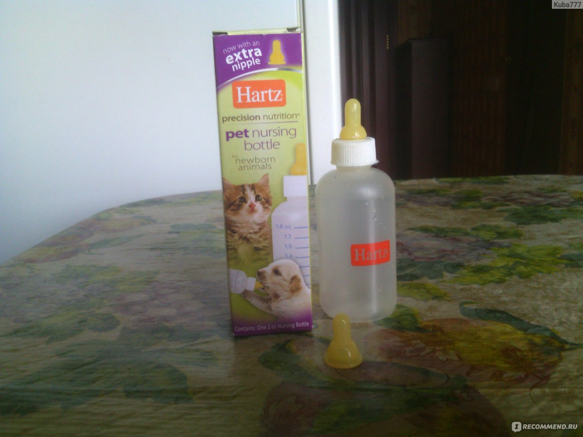 Смесь для котят: как развести в бутылочке детский порошок