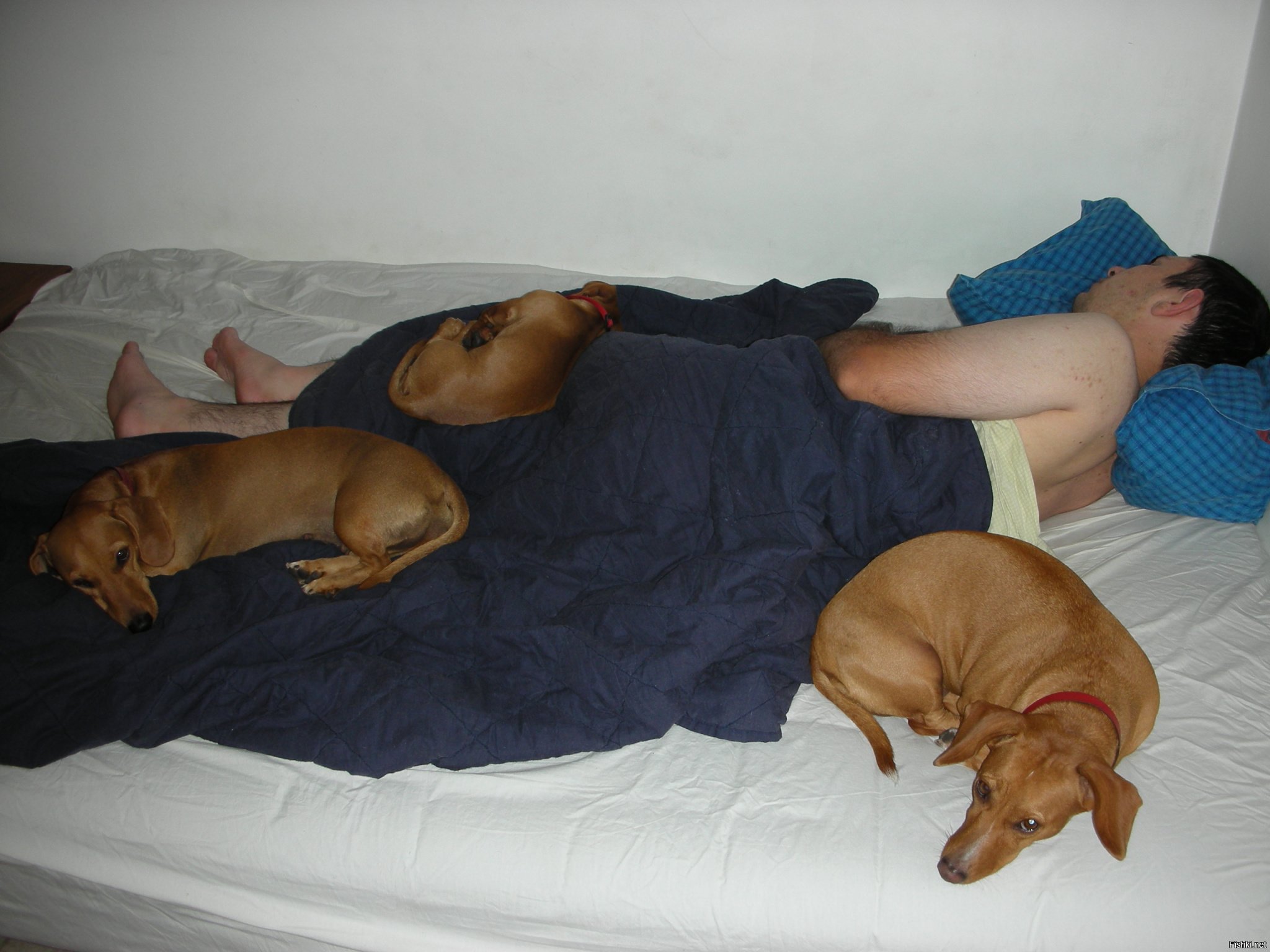 Почему собаки спят на кровати. Такса в кровати с хозяином. Собака в кровати с хозяином.