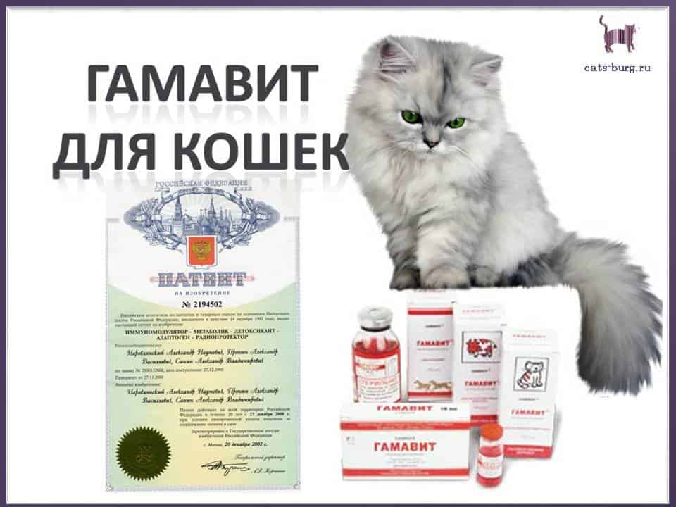 Гамавит для кошек: дозировка и инструкция по применению