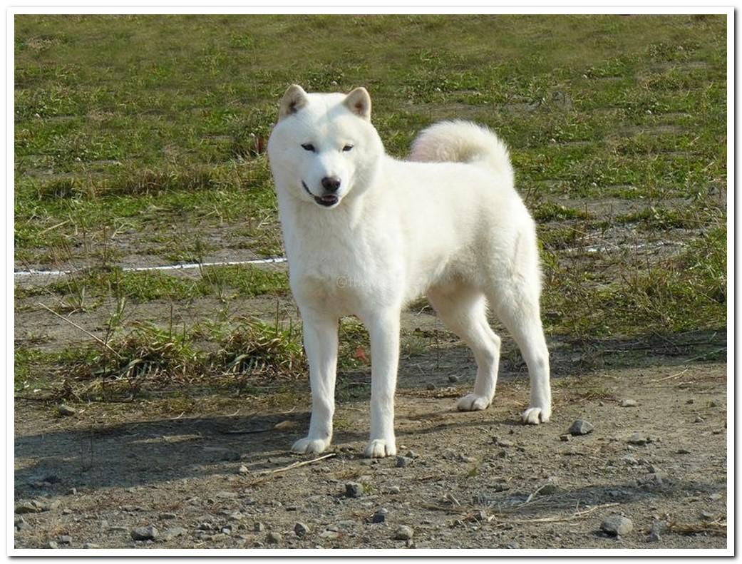 Хоккайдо (Айну) – японская порода собак